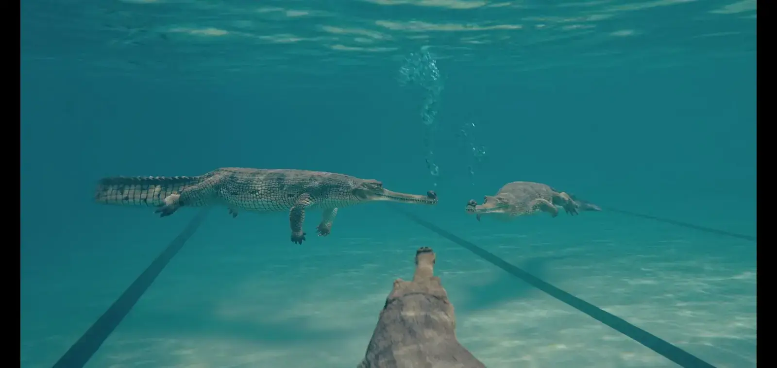 A crocodile underwater in a pool with a toy crocodile and a small turtle, with the person’s hand or arm holding a stick or pole in the foreground.