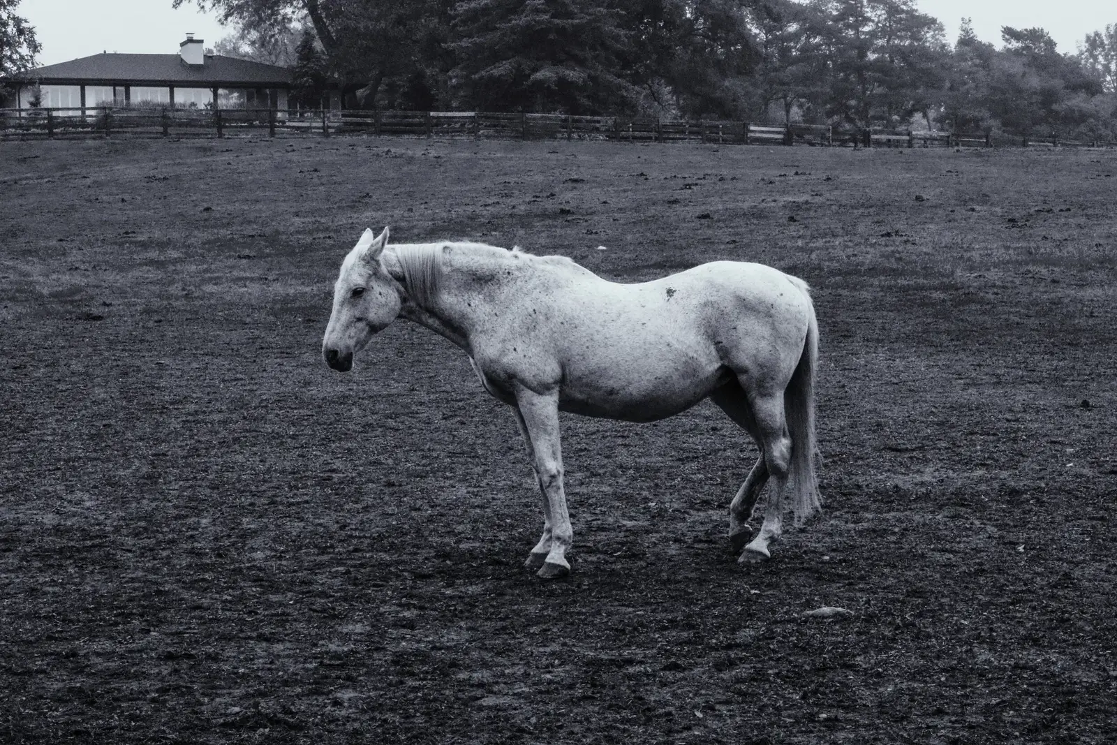 Black and White, image 5 of 13