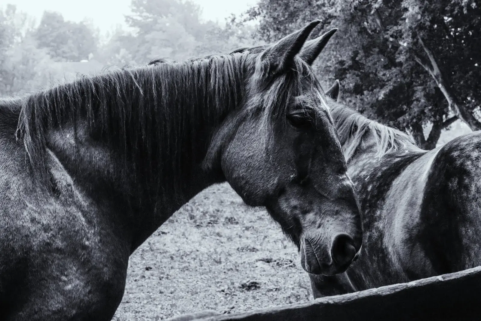 Black and White, image 7 of 13